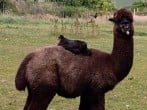 Llama and chicken Llama and chicken